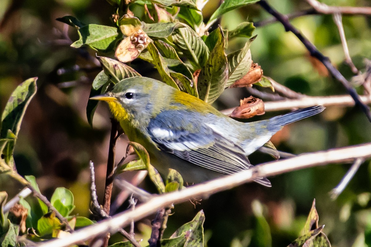 Northern Parula - ML644365883