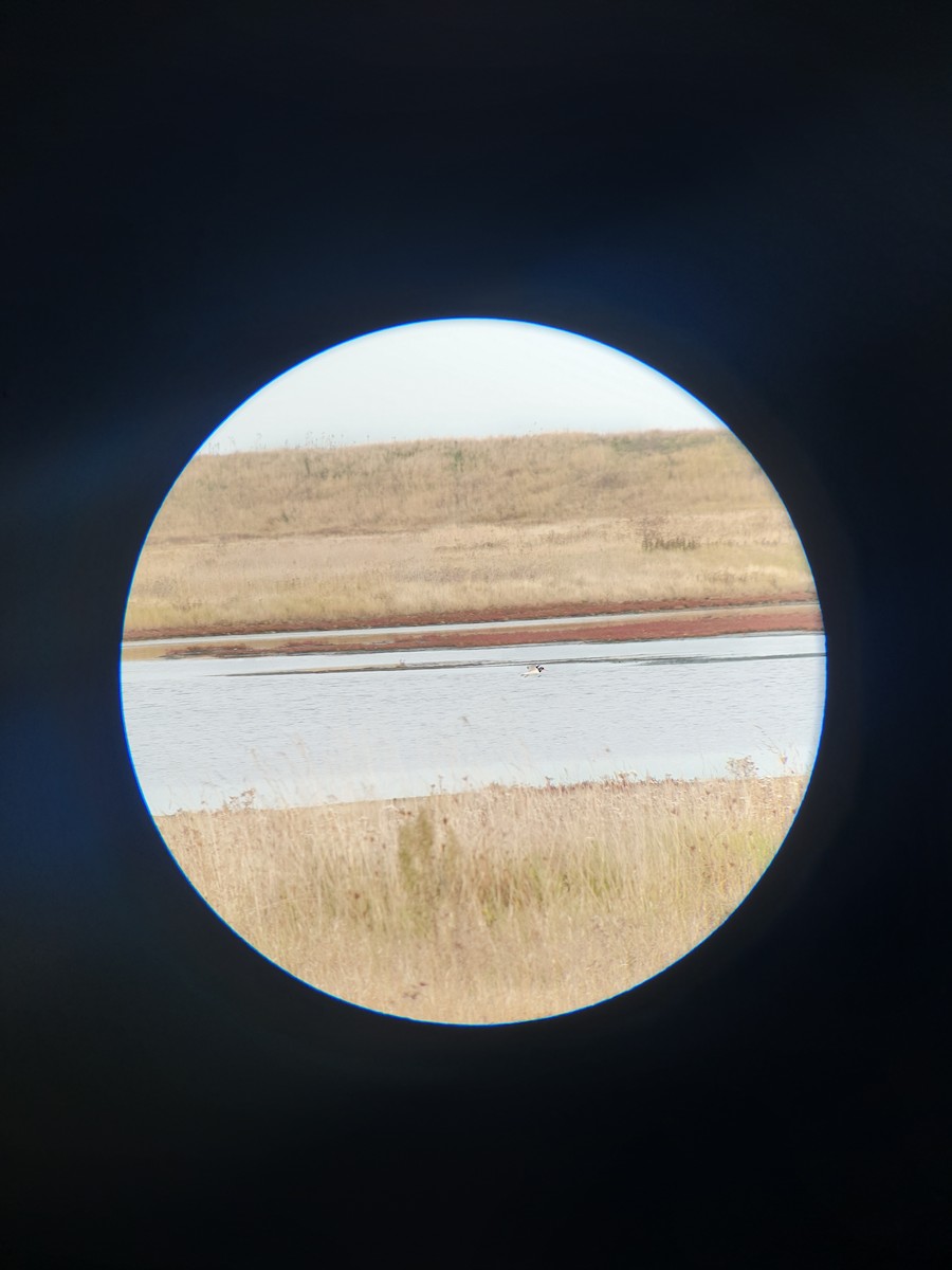 Eurasian Oystercatcher - ML644365884
