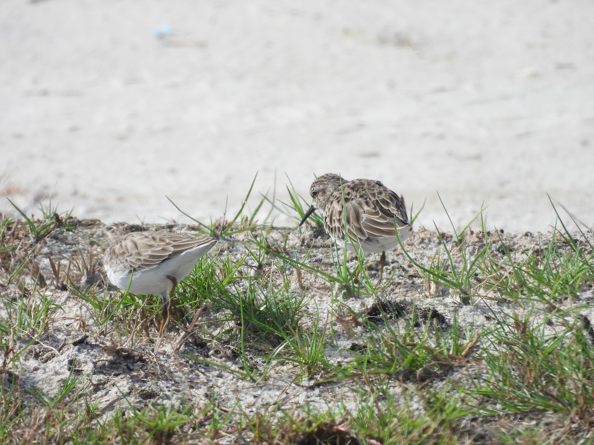 jespák drobný - ML644365886