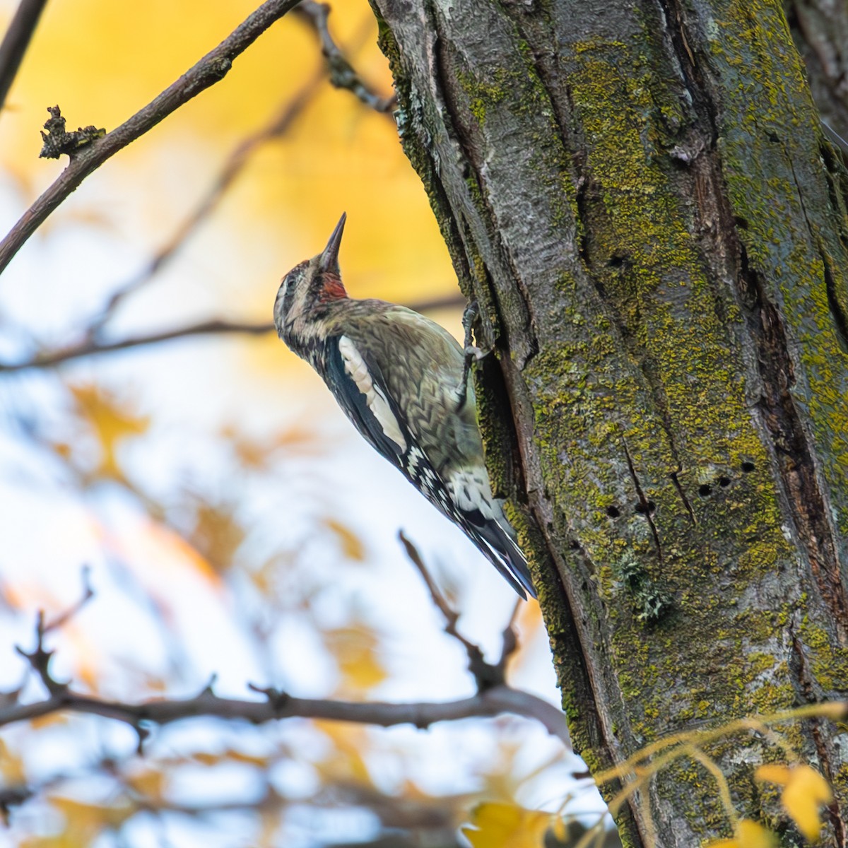 Pic maculé - ML644365892