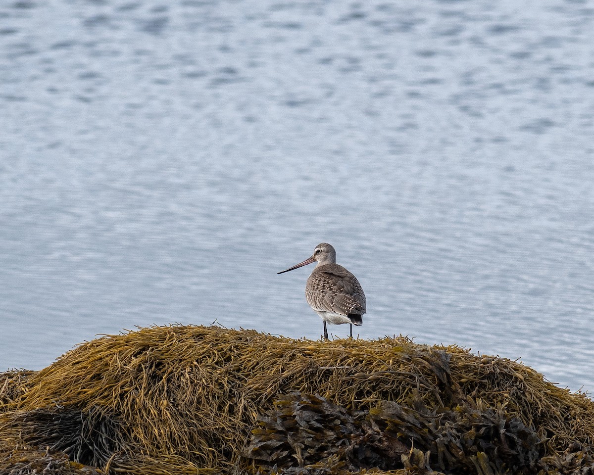 Hudsonian Godwit - ML644365902