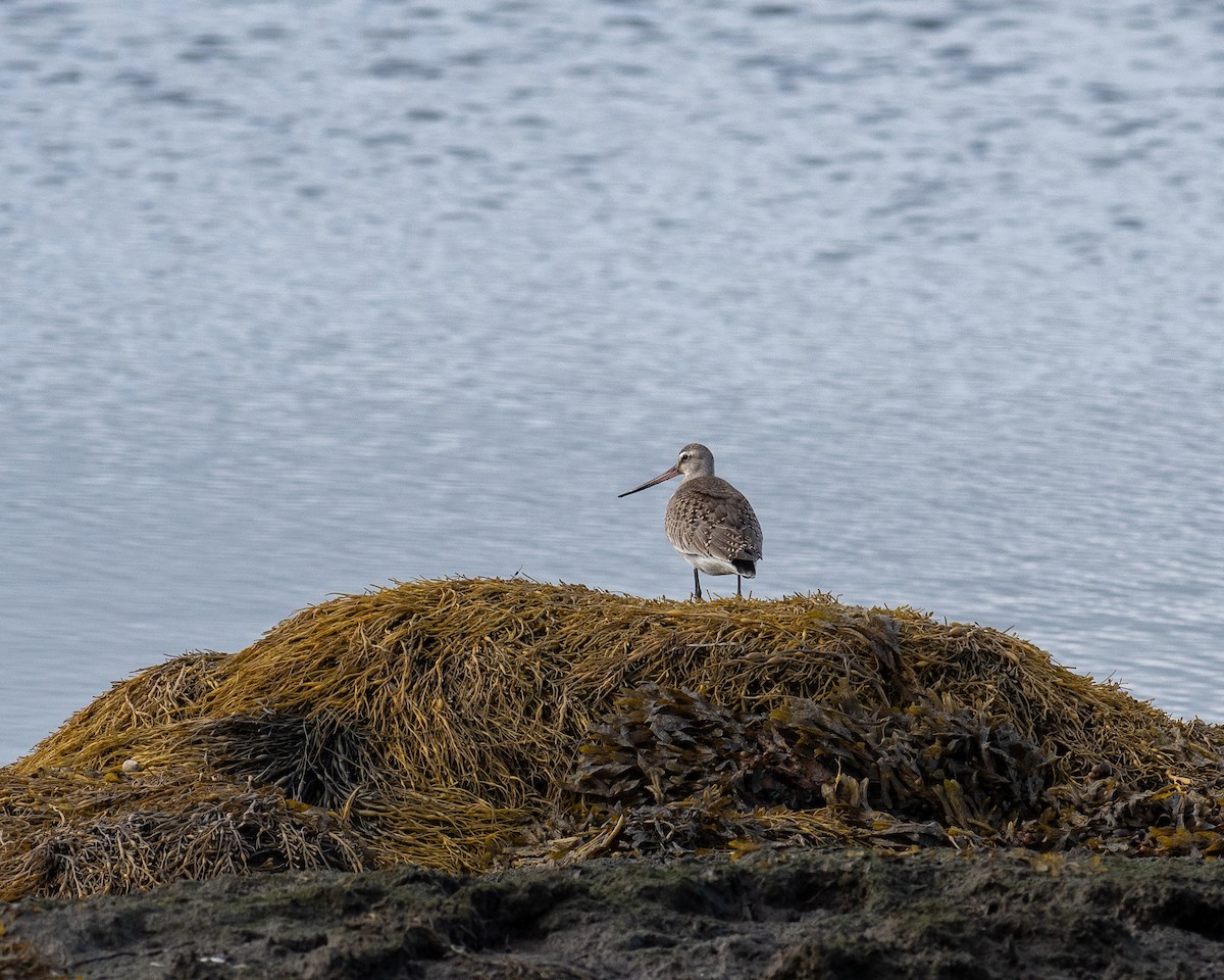 Hudsonian Godwit - ML644365903