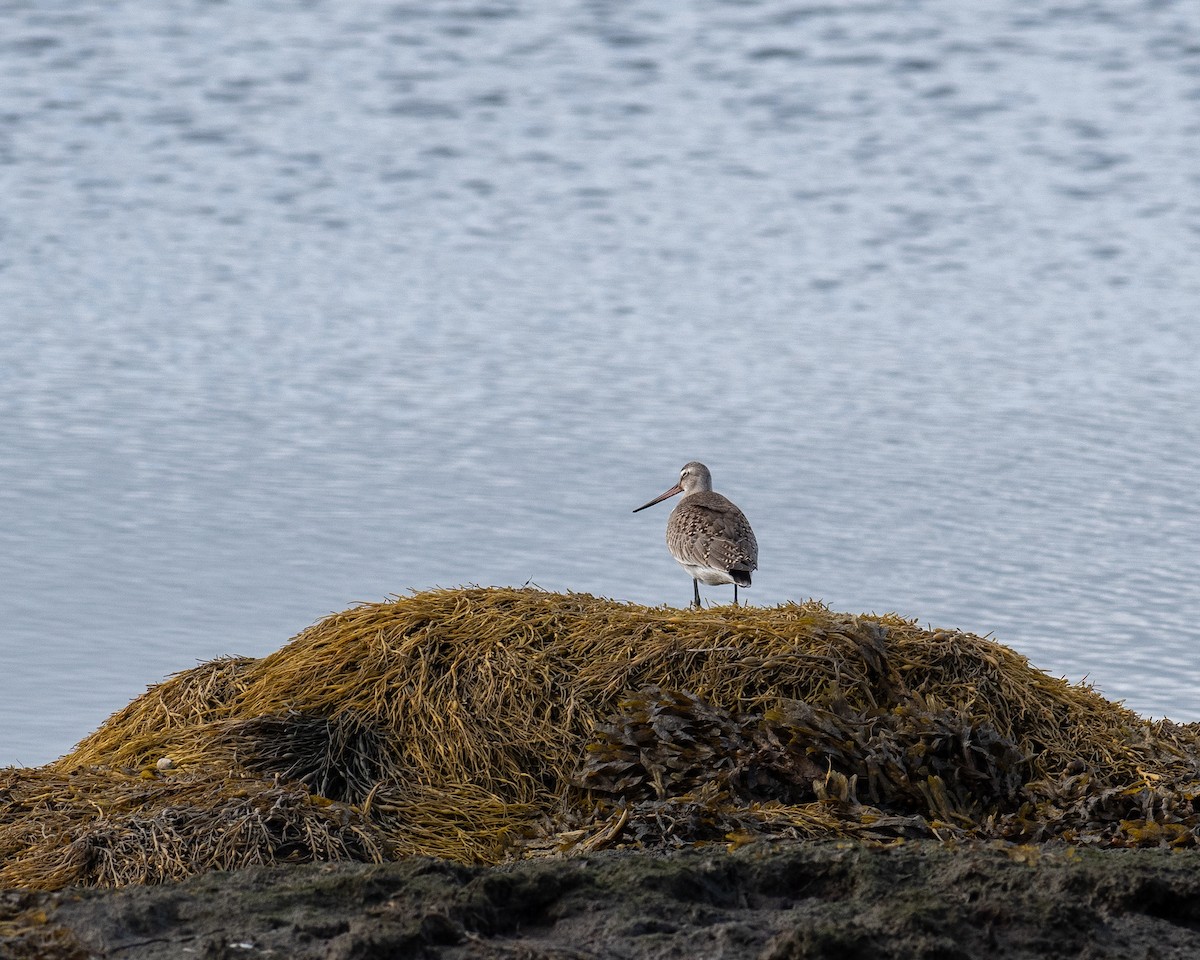 Hudsonian Godwit - ML644365904