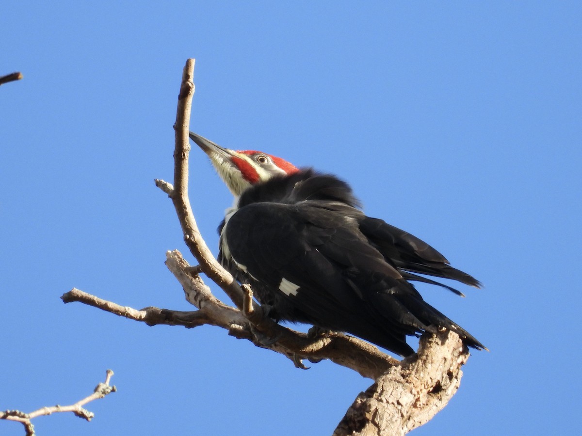 Pileated Woodpecker - ML644365907