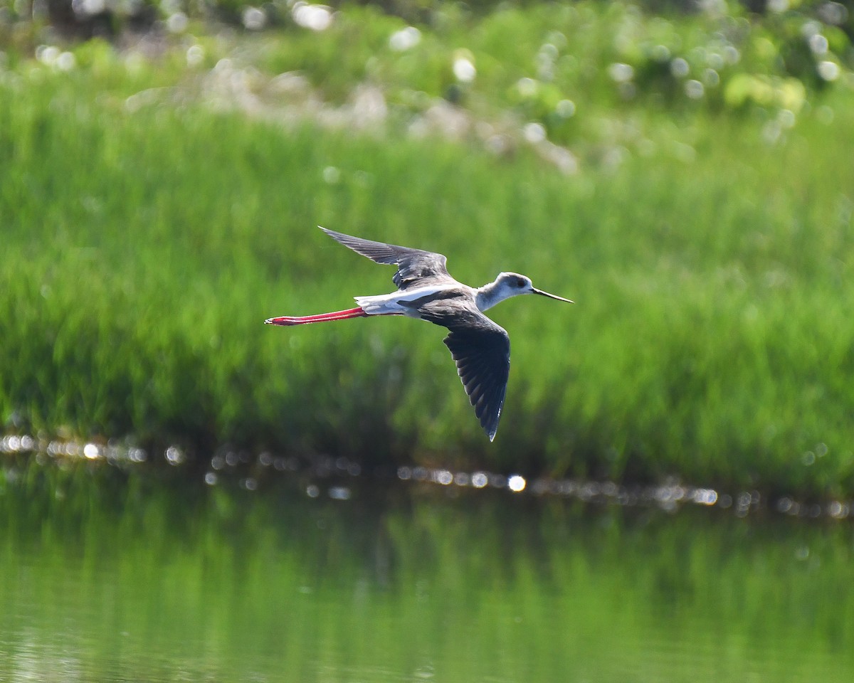 Black-winged Stilt - ML644365909
