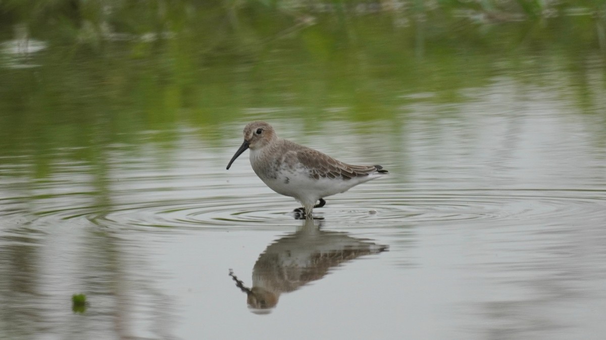 Dunlin - ML644365910