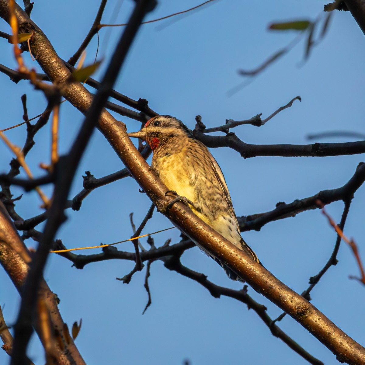 Pic maculé - ML644365915