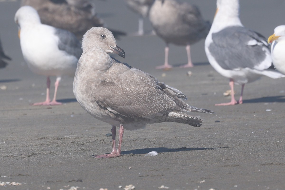 Glaucous-winged Gull - ML644365916