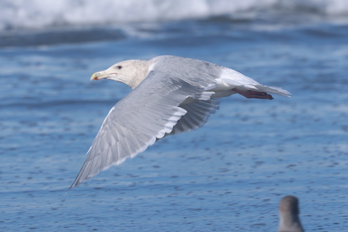 Glaucous-winged Gull - ML644365917