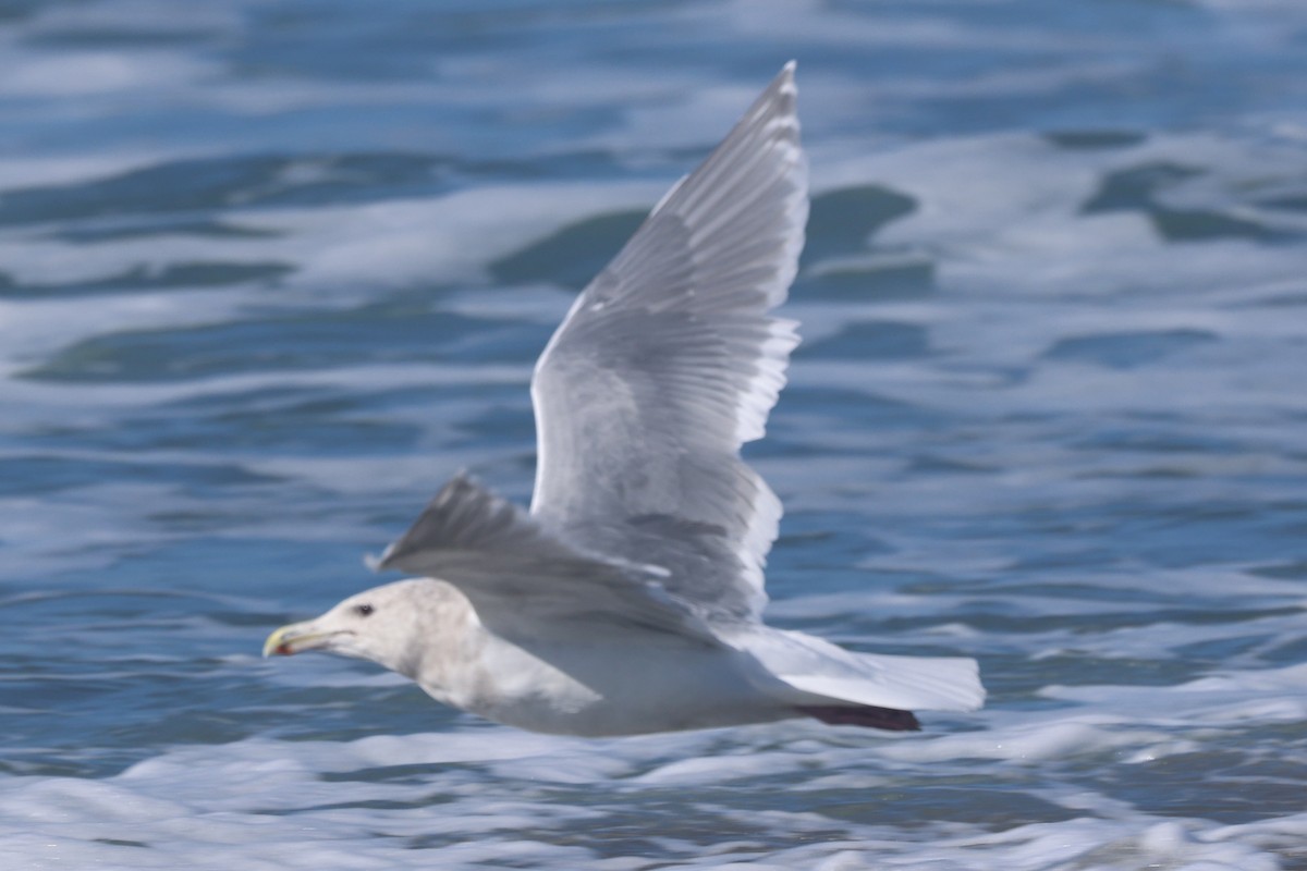 Glaucous-winged Gull - ML644365919