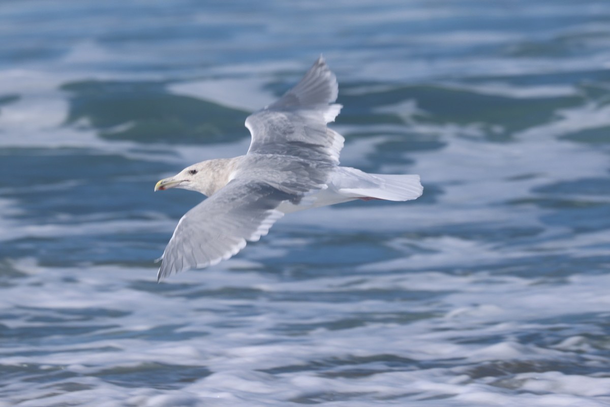 Glaucous-winged Gull - ML644365920