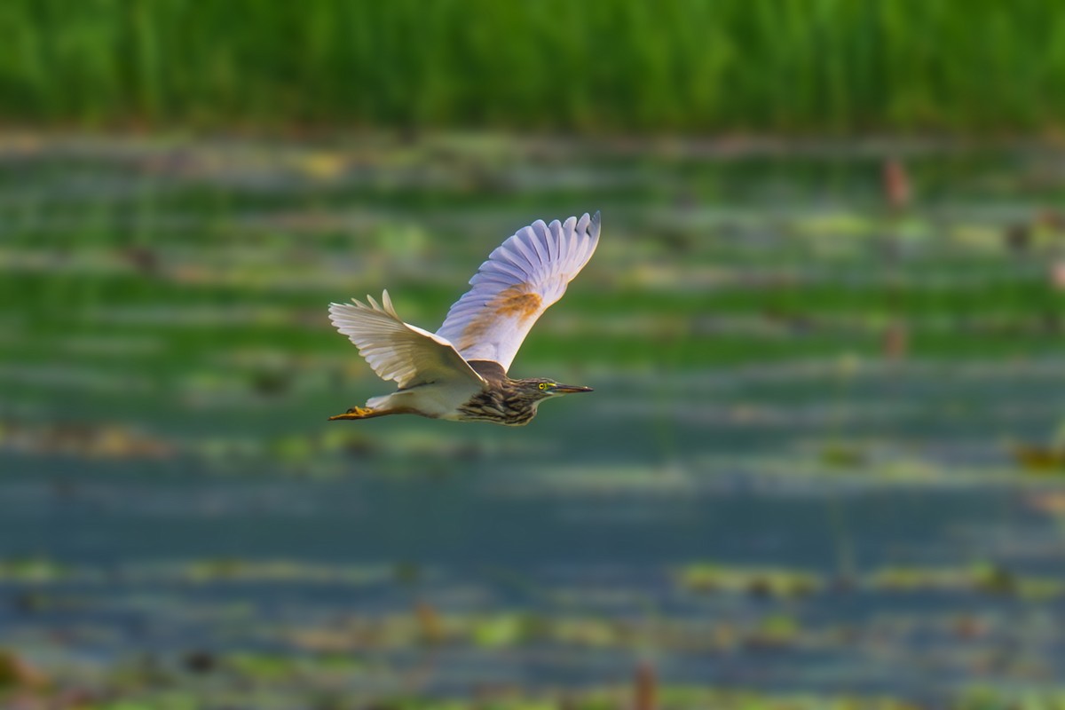 Индийская прудовая цапля - ML644365921