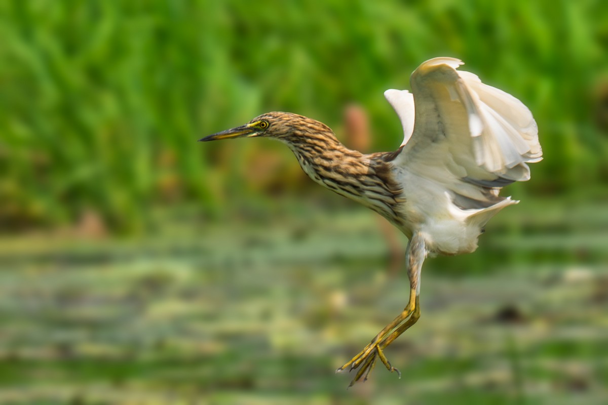 Индийская прудовая цапля - ML644365922