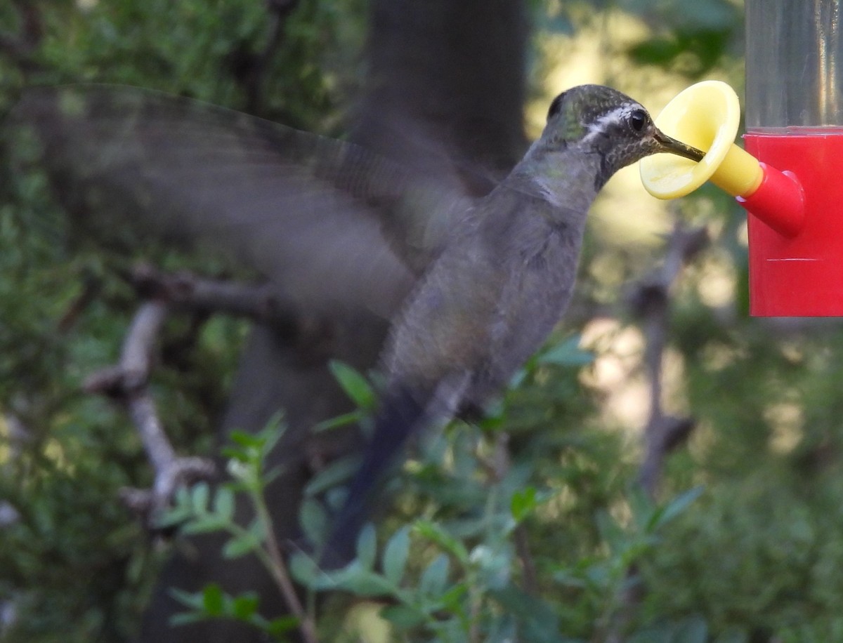 Blue-throated Mountain-gem - ML644365926