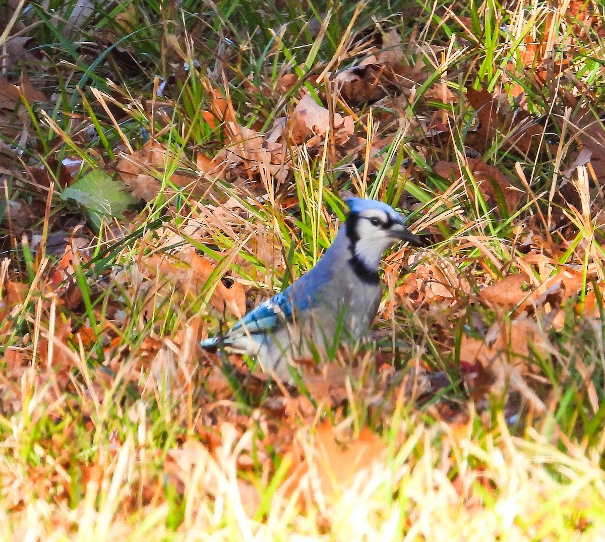 Blue Jay - ML644365927