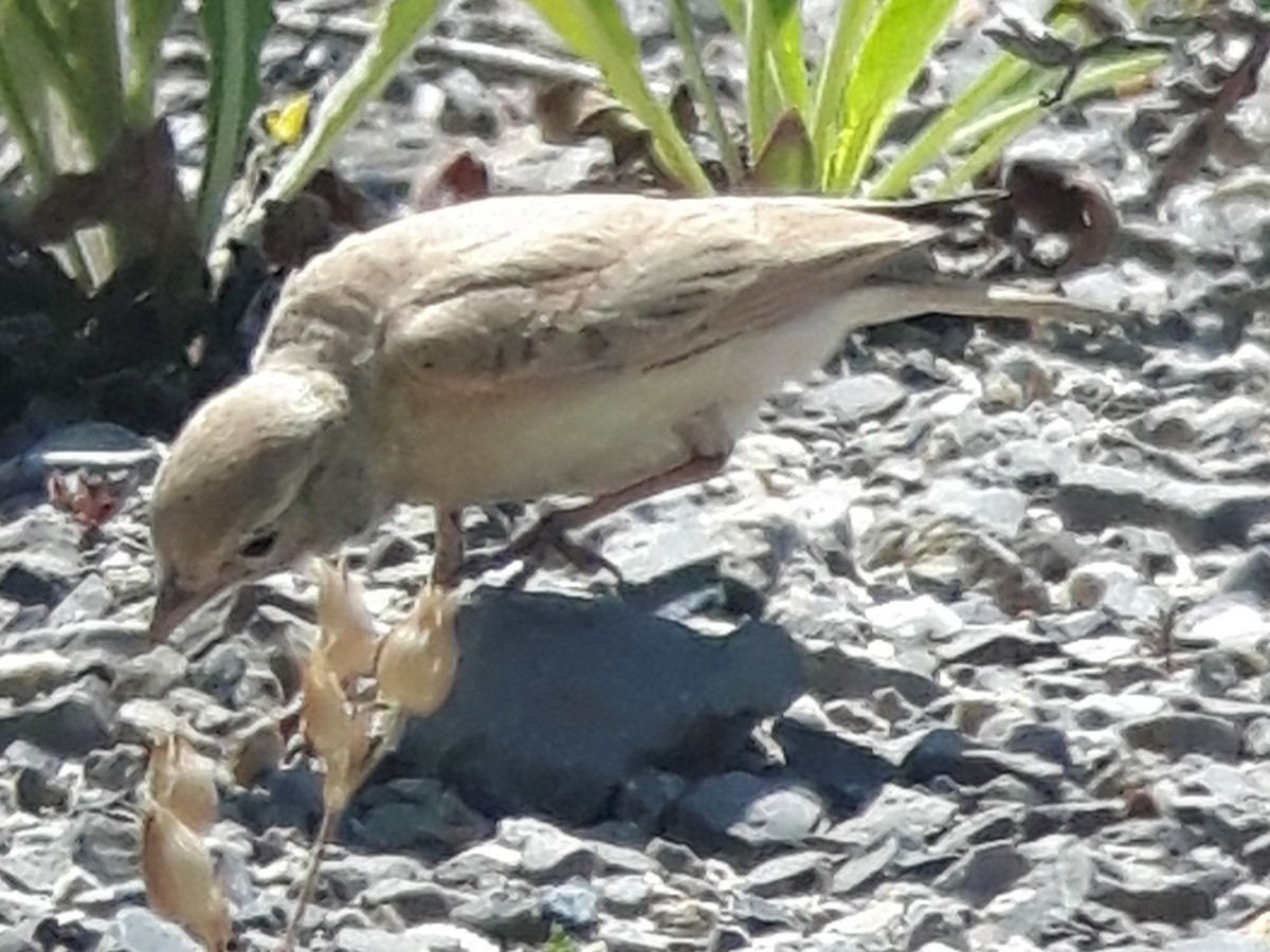 Bar-tailed Lark - ML644365928