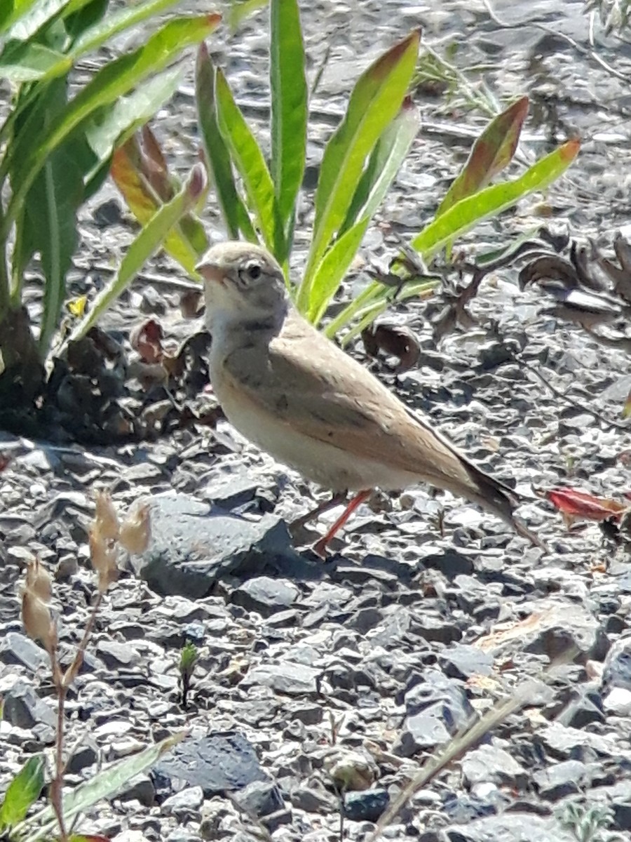 Bar-tailed Lark - ML644365933