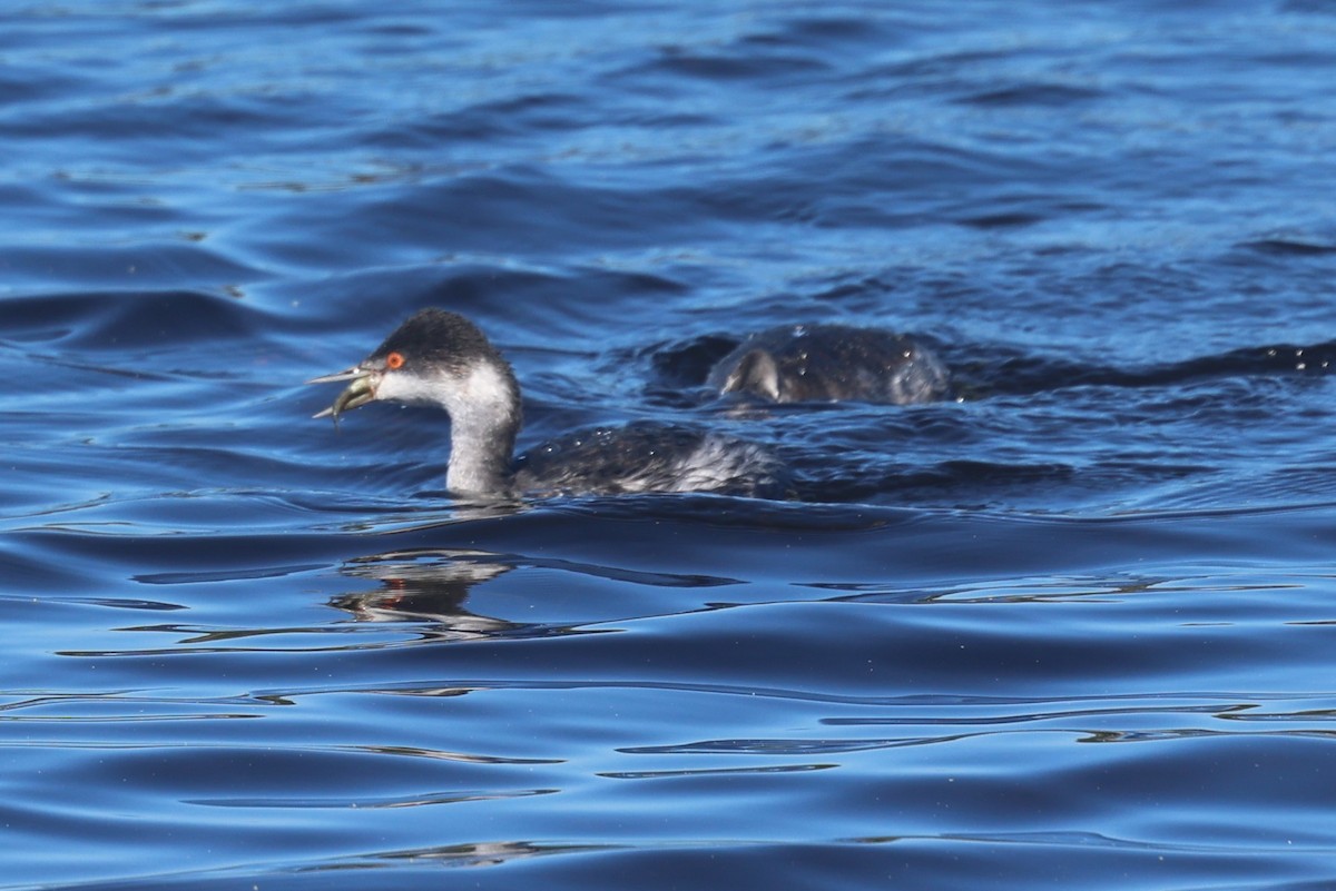 Eared Grebe - ML644365940