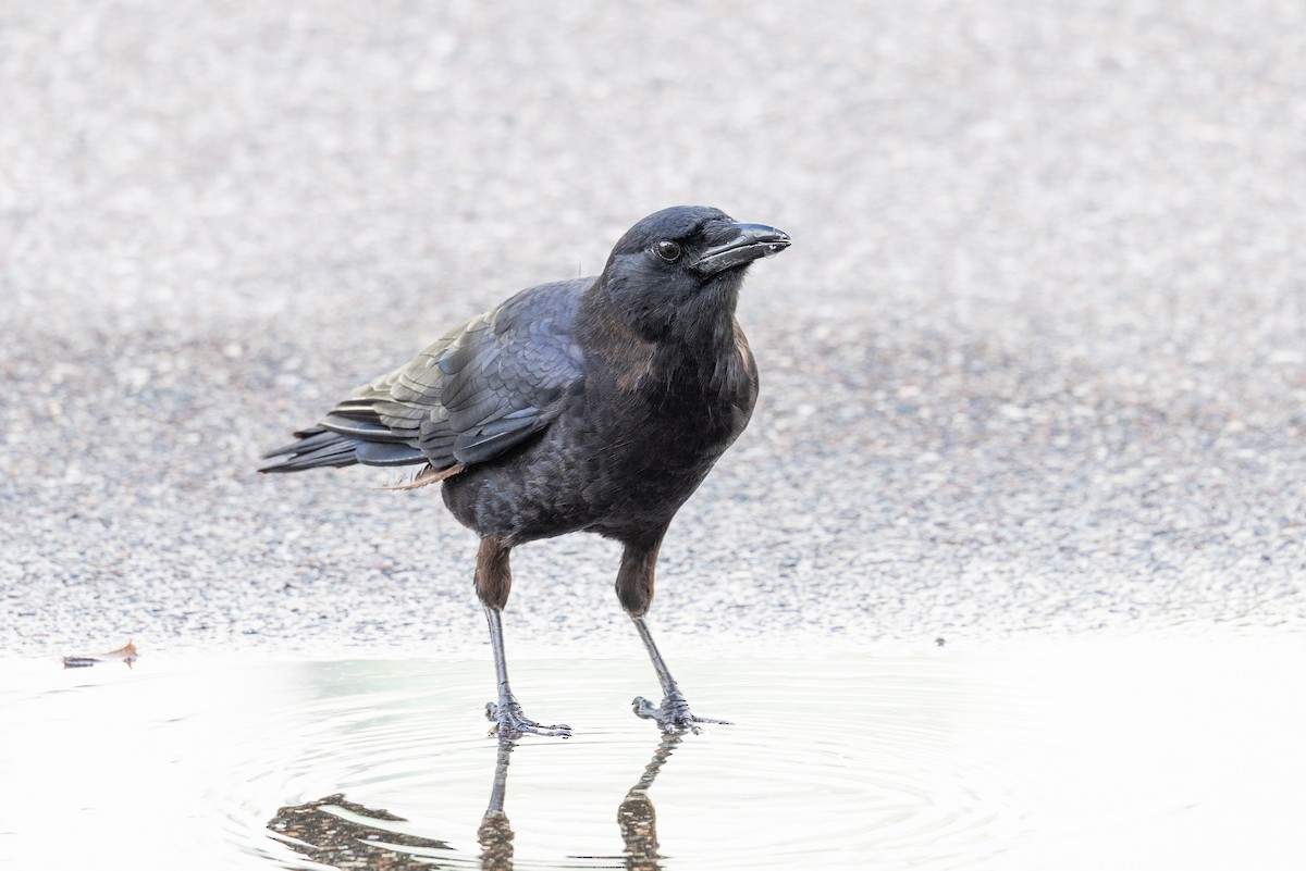 Balıkçı Karga - ML644365943