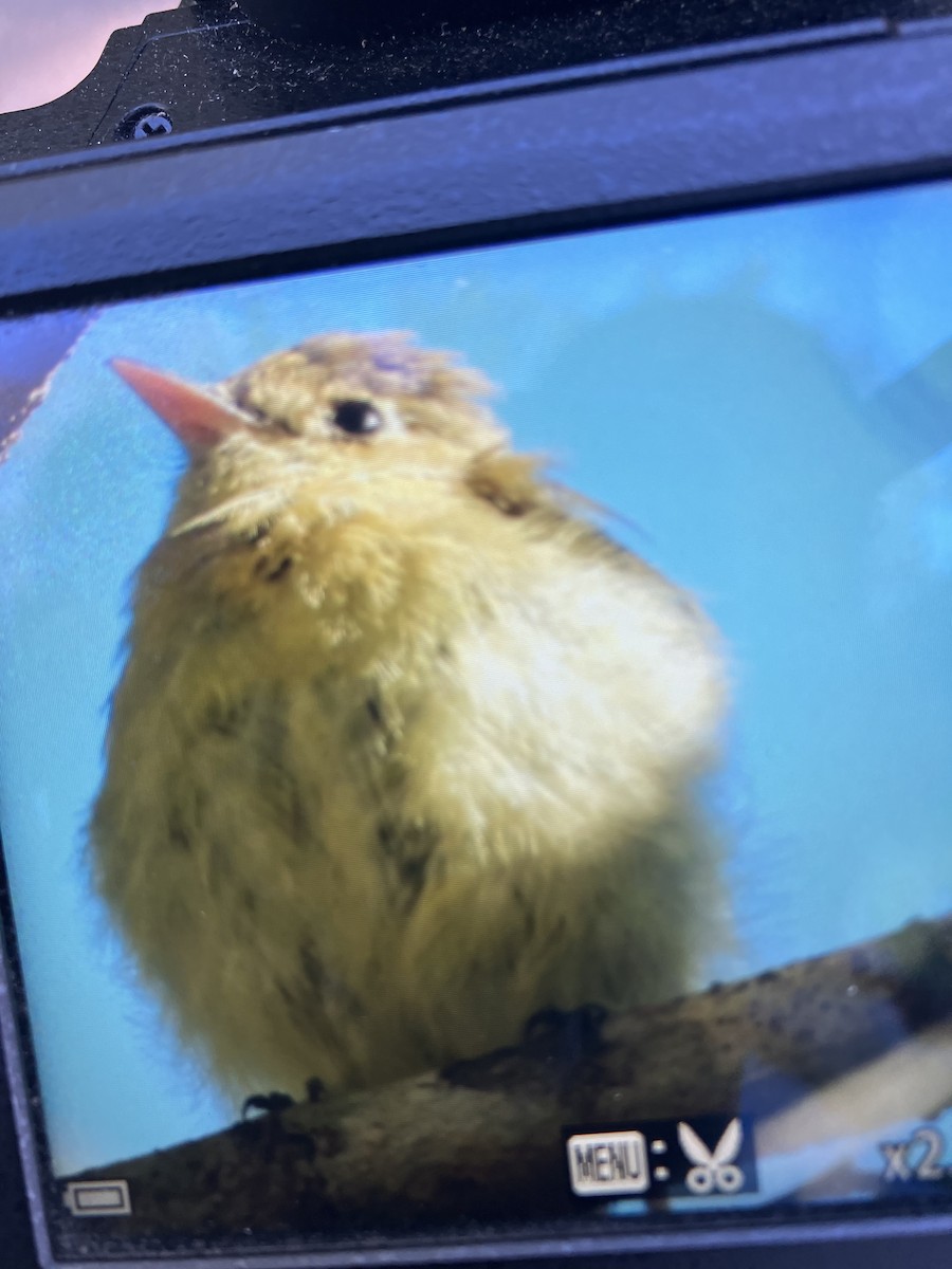 Batı Amerika Sinekkapanı - ML644365947