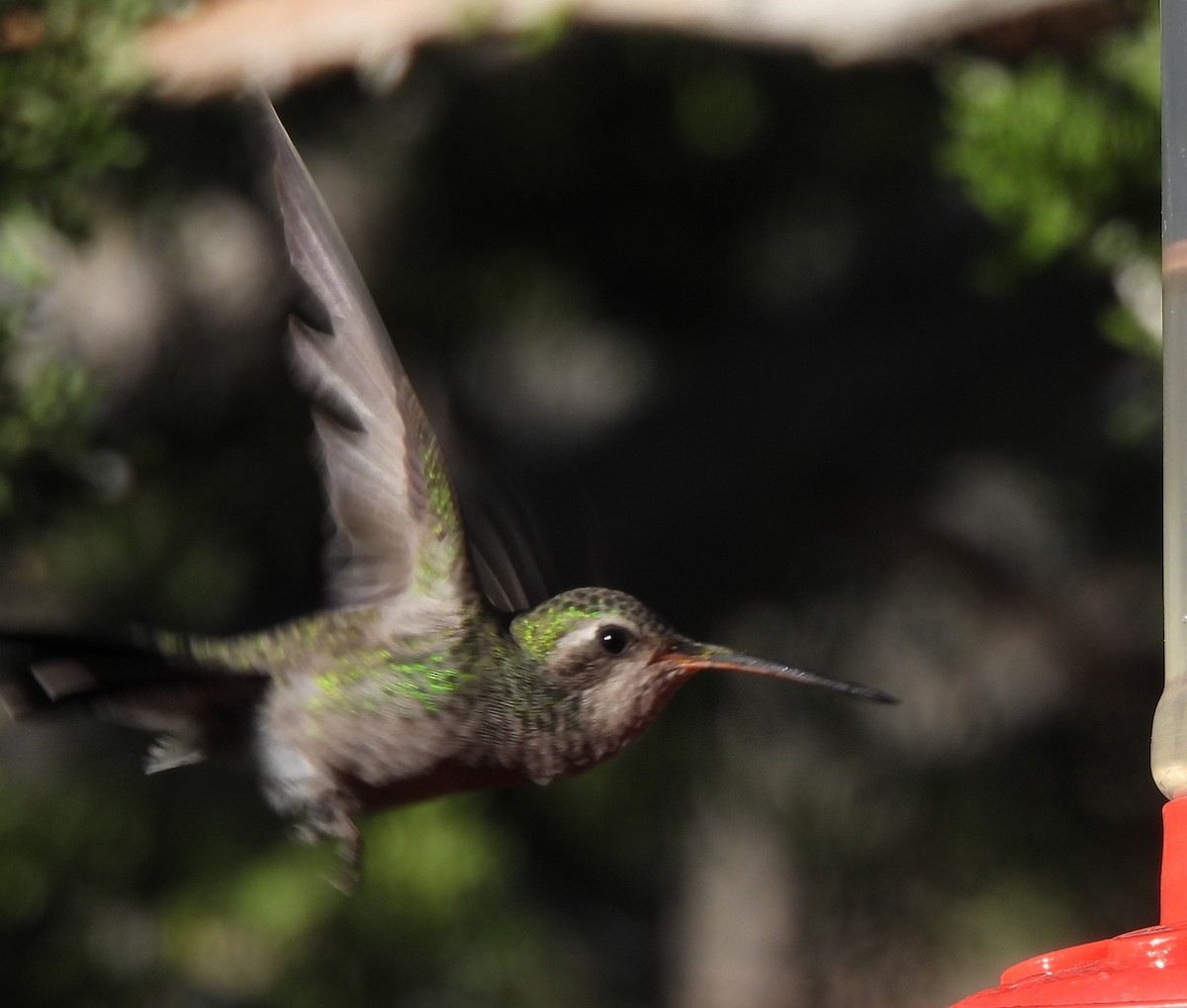 Broad-billed Hummingbird - ML644365949
