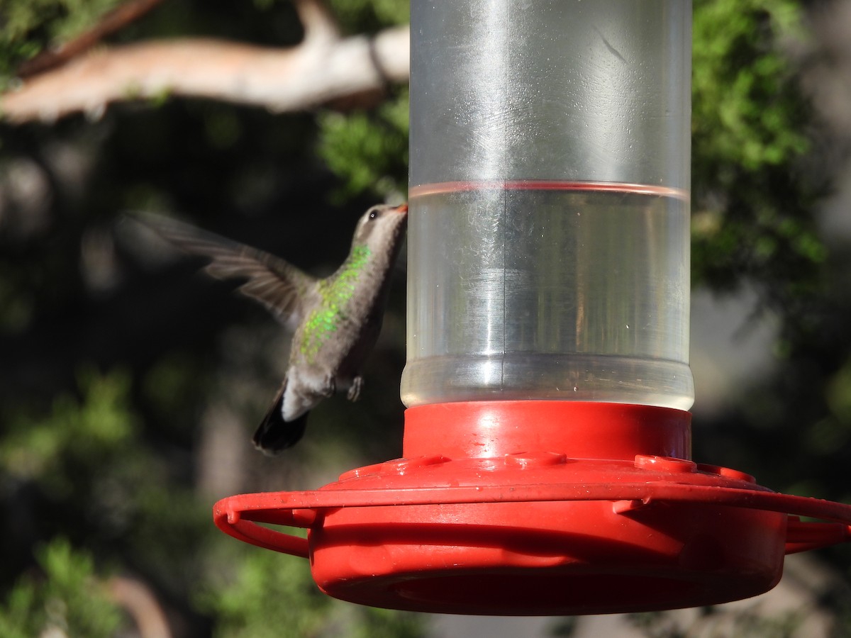 Broad-billed Hummingbird - ML644365950