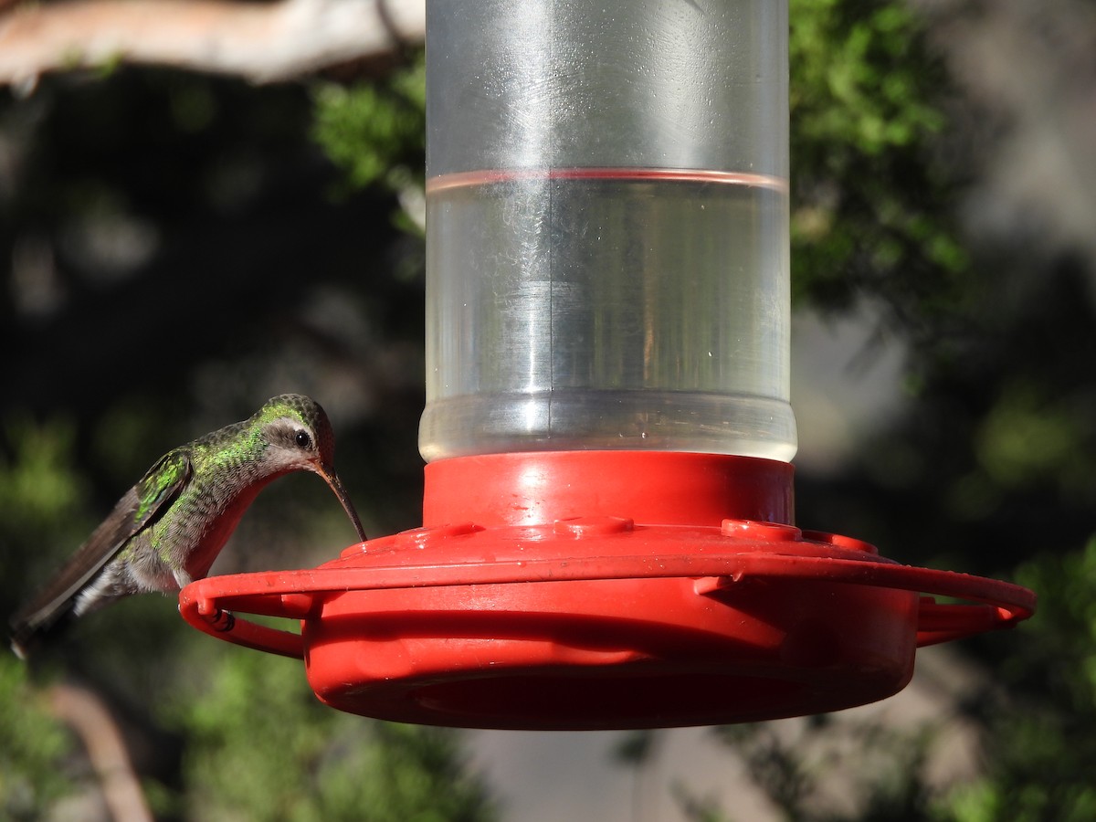 Broad-billed Hummingbird - ML644365951