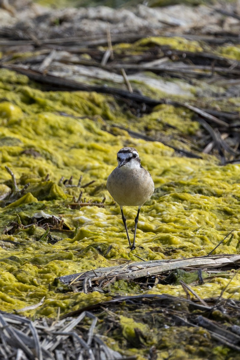 Chorlitejo Pecuario - ML644365953