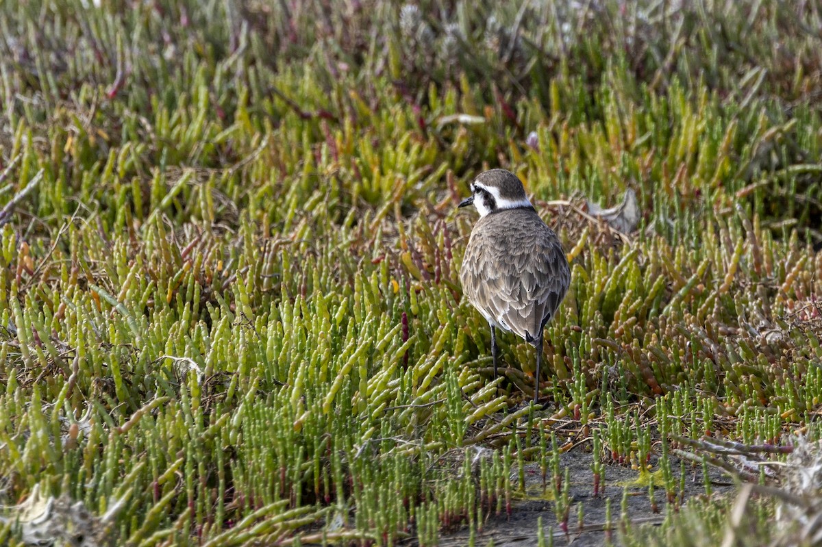 Chorlitejo Pecuario - ML644365954