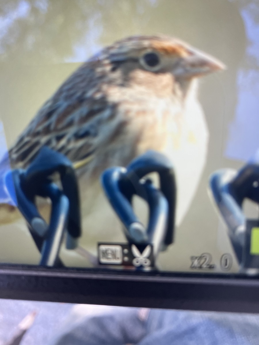 Grasshopper Sparrow - ML644365955