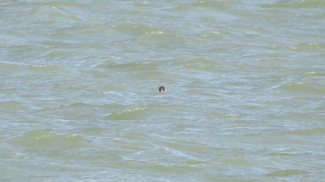 Surf Scoter - ML644365961