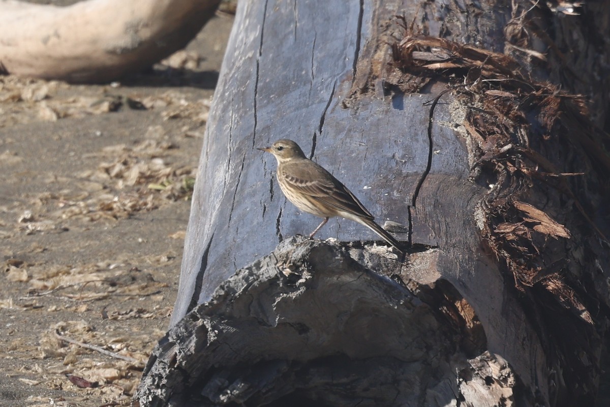 American Pipit - ML644365963
