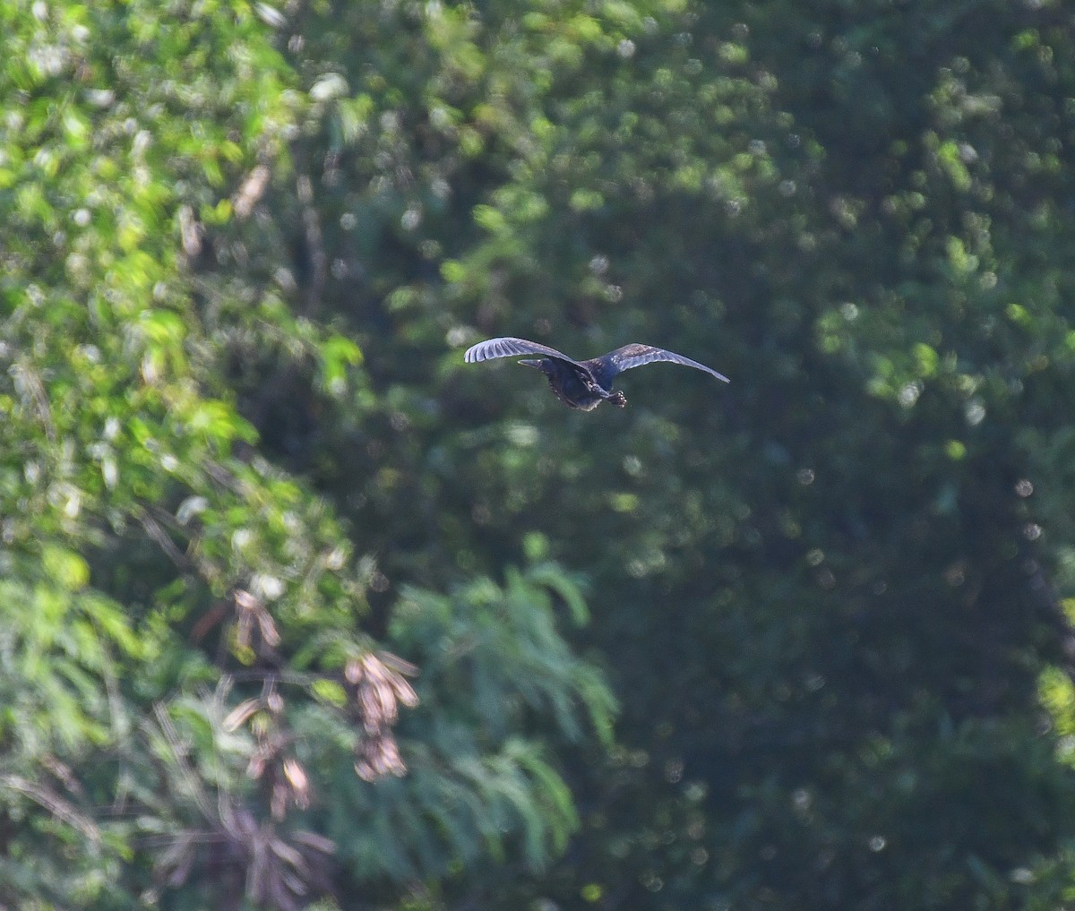 Black Bittern - ML644365977