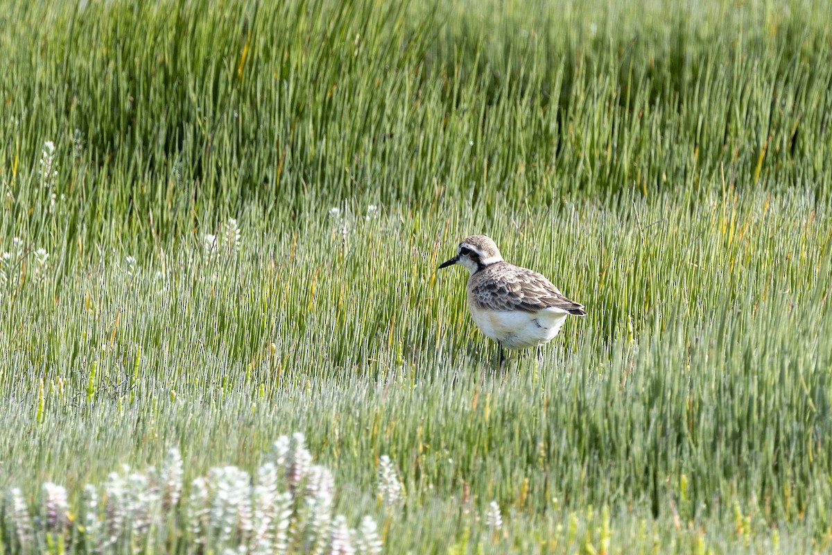 Chorlitejo Pecuario - ML644365981