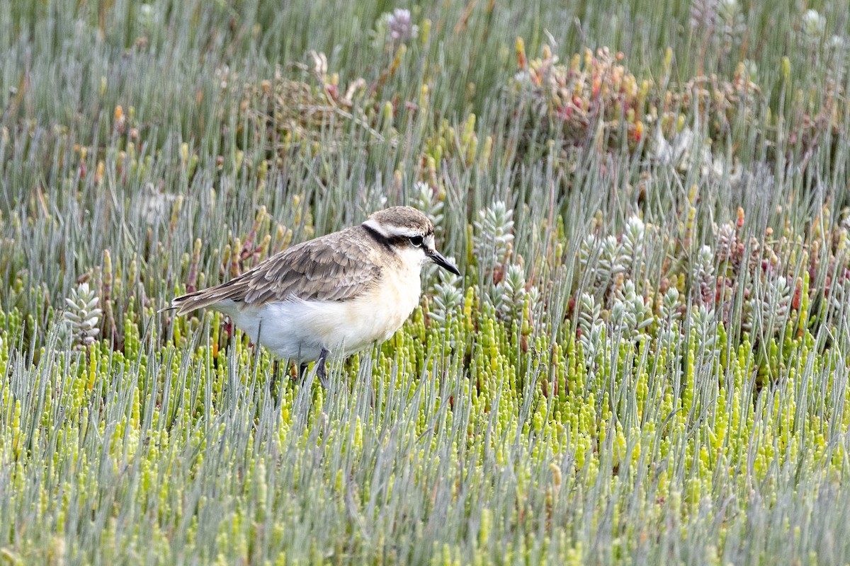 Chorlitejo Pecuario - ML644365983