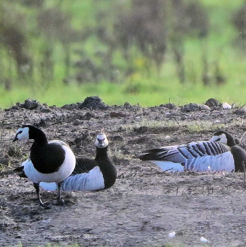 Barnacle Goose - ML644365985