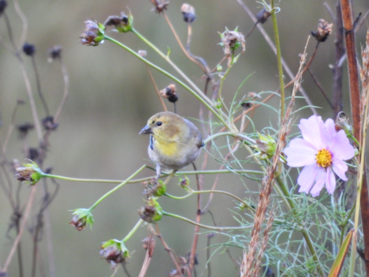 American Goldfinch - ML644365988