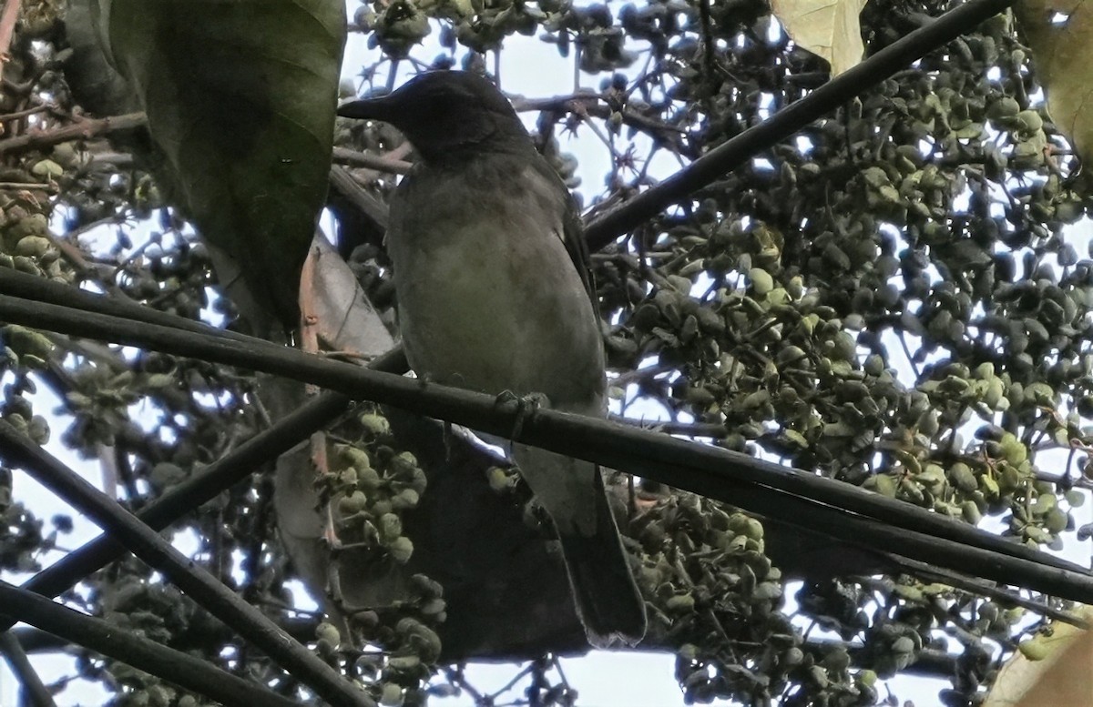 Black-billed Thrush - ML644365989