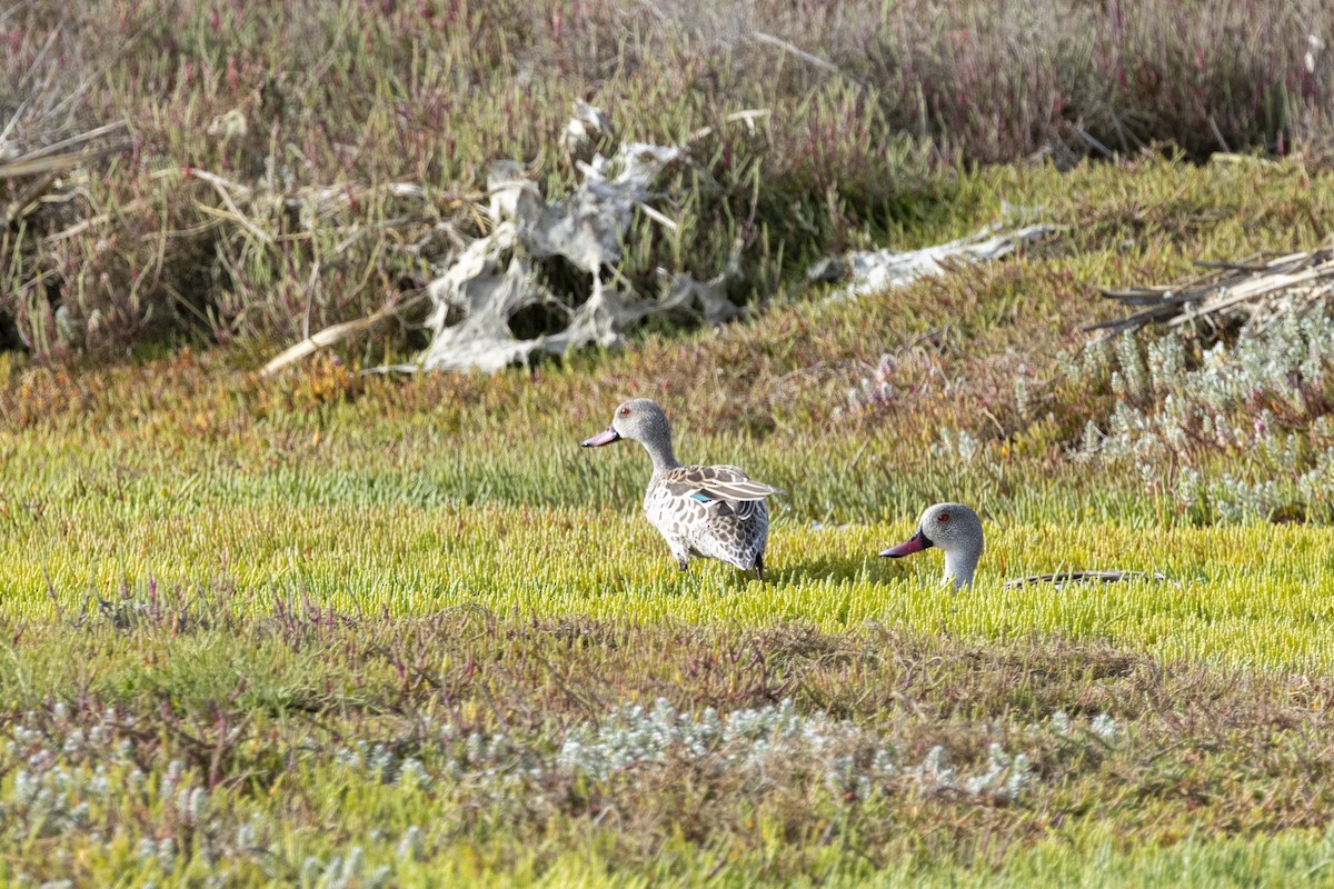 アカハシコガモ - ML644365996