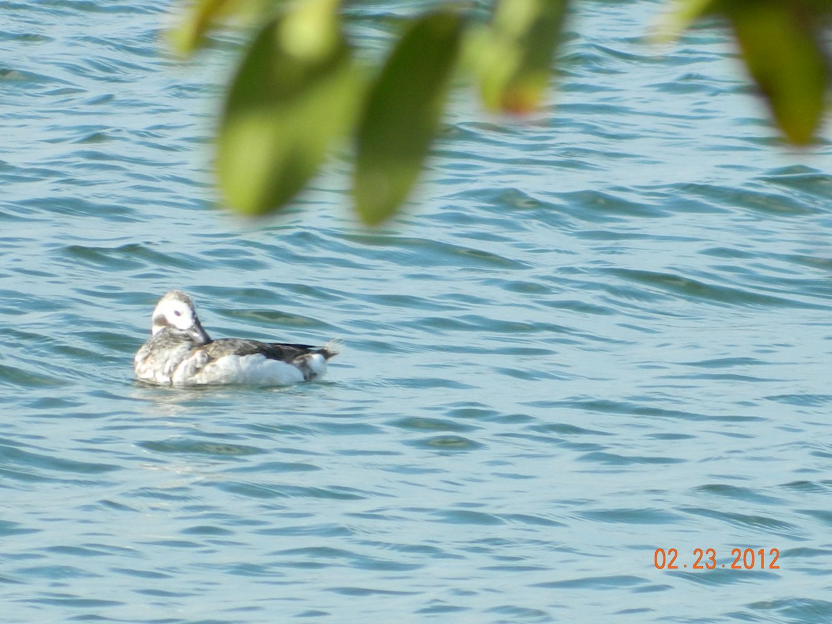 Long-tailed Duck - ML644366003