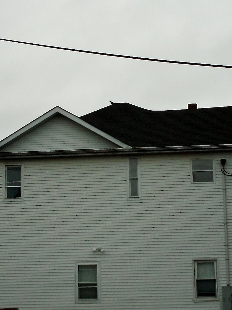 Corneille d'Amérique - ML644366007