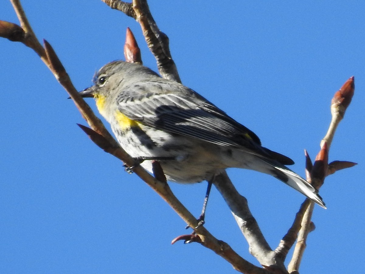 Taçlı Ötleğen - ML644366008