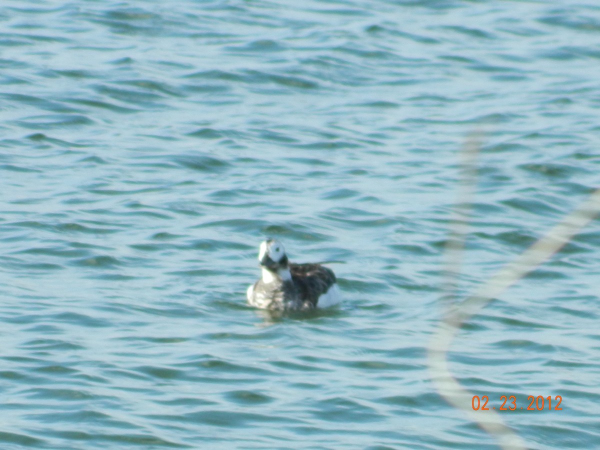 Long-tailed Duck - ML644366013