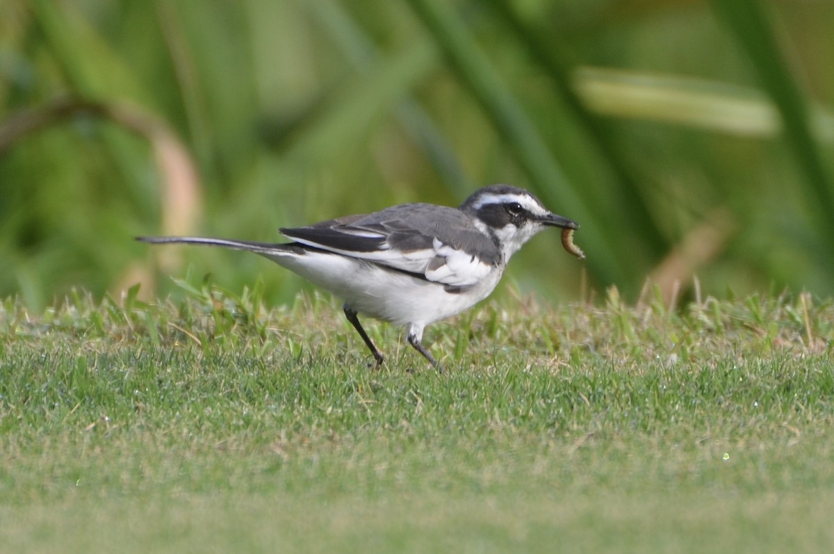 African Pied Wagtail - ML644366017