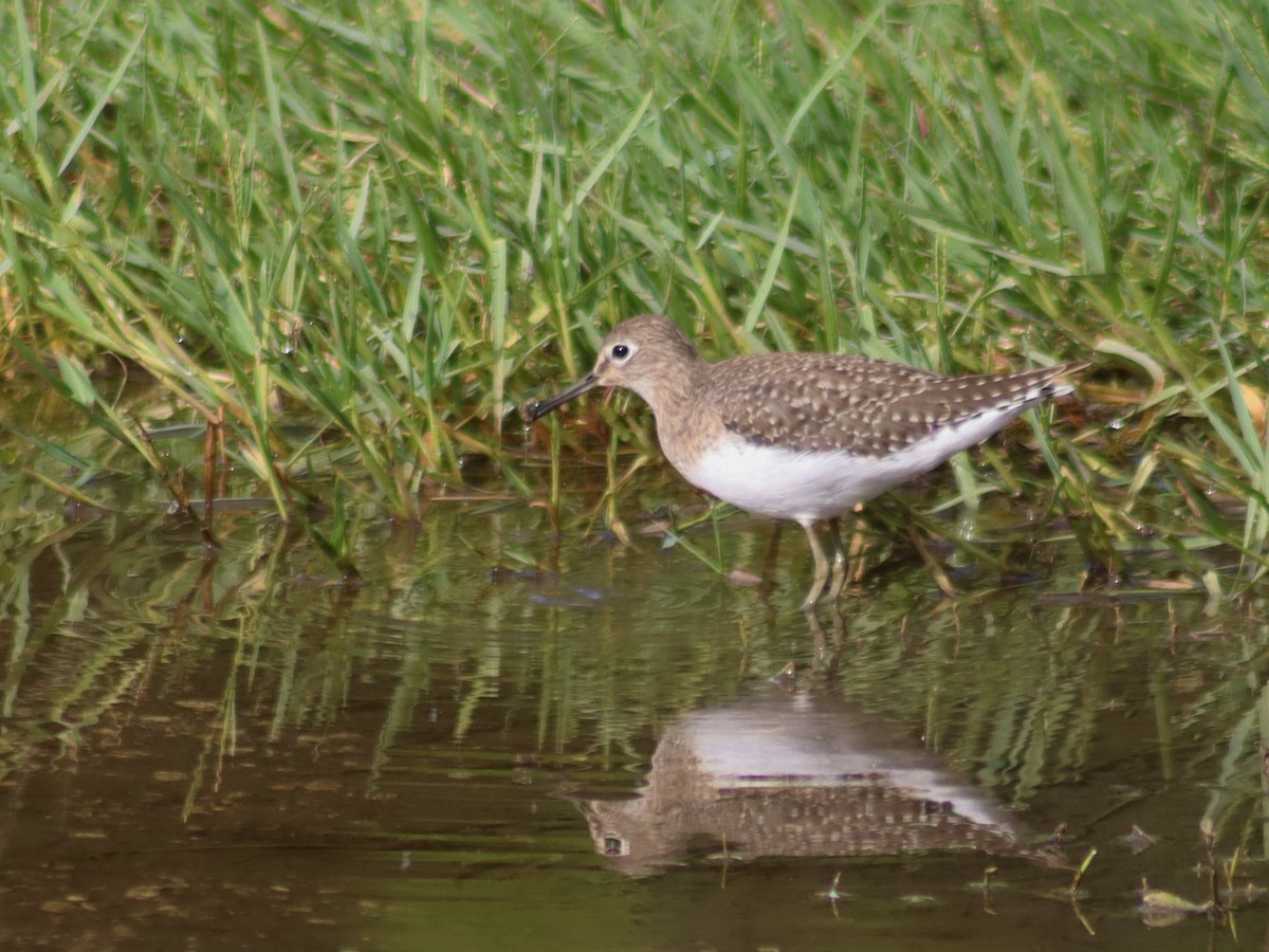 コシグロクサシギ - ML644366020