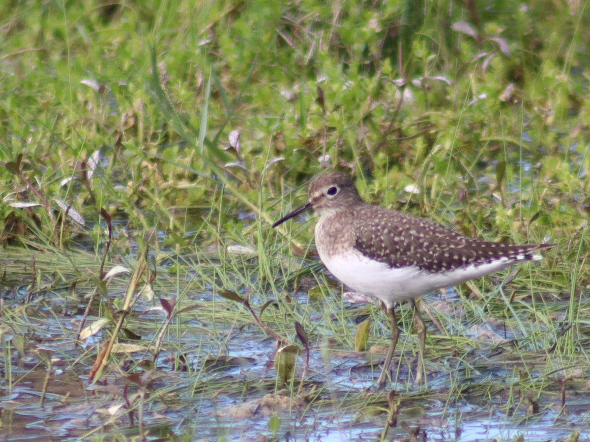 コシグロクサシギ - ML644366021