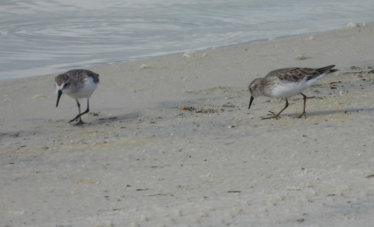 beringsnipe - ML644366032