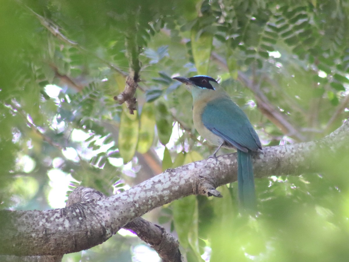 レッソンハチクイモドキ - ML644366036