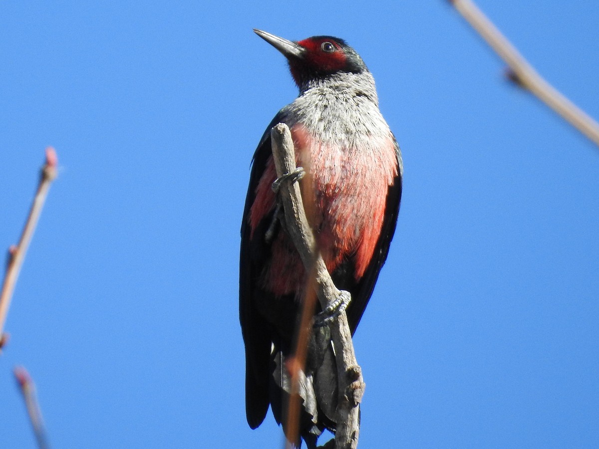 Lewis's Woodpecker - ML644366052