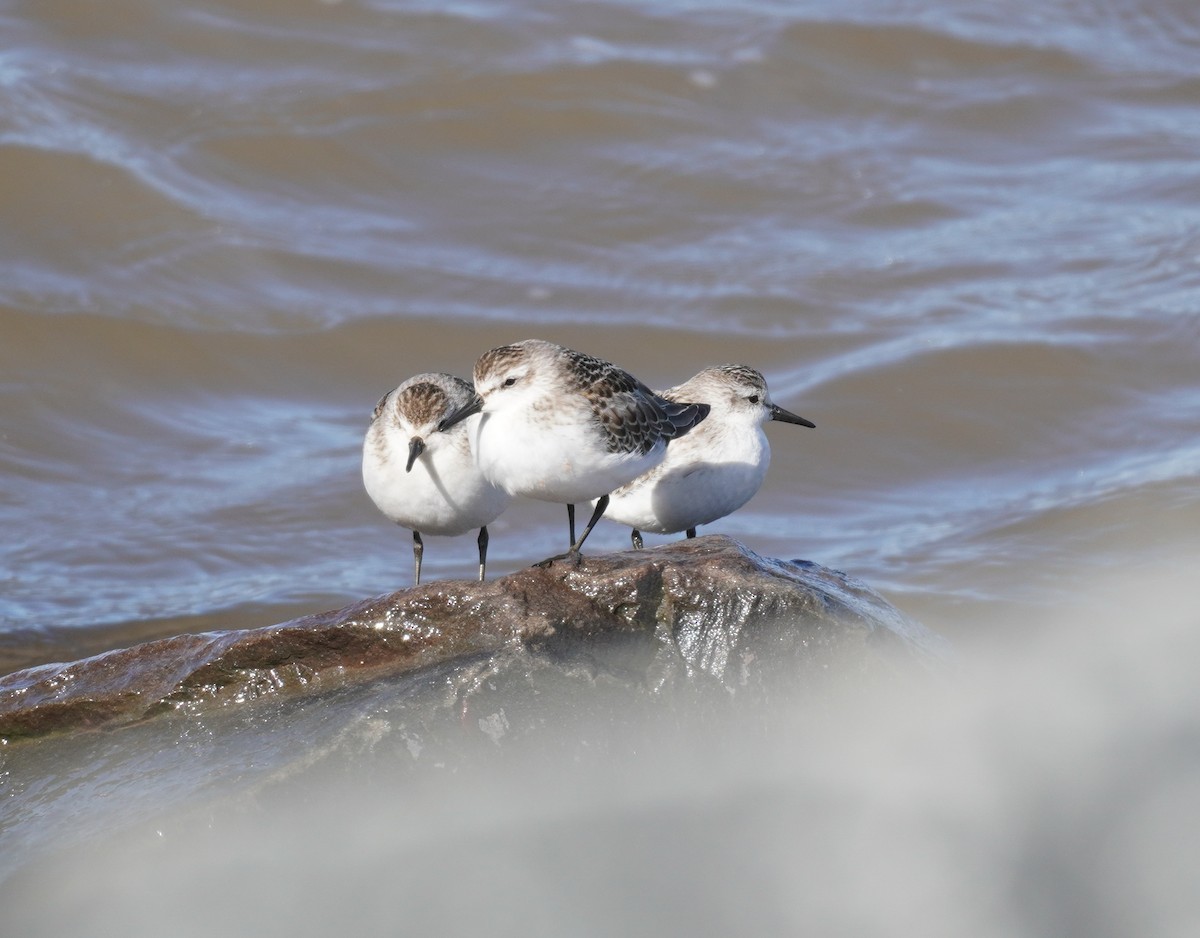 jespák srostloprstý - ML644366053